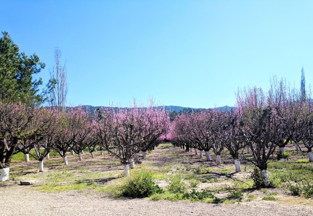 Orchard