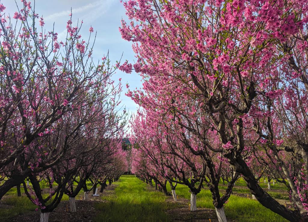 Orchard Blossom